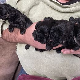 Cocker Spaniel Puppies from Lehi Cockers