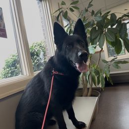 Ursa - German Shepherd