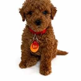 Charlie Brown (red boy) - Red  male Goldendoodle puppy in Hot Springs, Arkansas from Hot Springs Kennels
