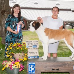 Saint Bernard Puppies from Heart Mountain Saint Bernards