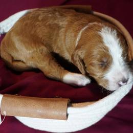 Boy 2 - male Bernedoodle puppy in Pauls Valley, Oklahoma from Daisy’s Doodles