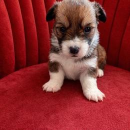 Ollie - Sable male Pembroke Welsh Corgi puppy in Ramona, Oklahoma from Eden Farms Corgis