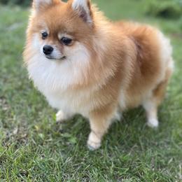 Ruby - Pomeranian