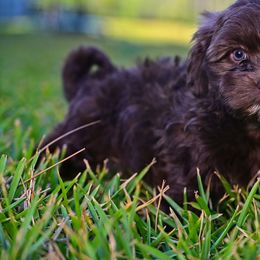 Havapoo and Pomsky Puppies from Pearl of the Orient Seas