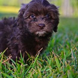 Havapoo and Pomsky Puppies from Pearl of the Orient Seas