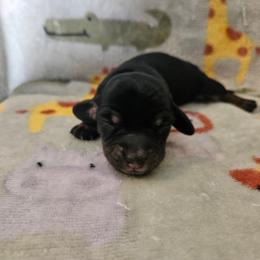 Girl 1 - Black and tan female Dachshund puppy in New Castle, Colorado from Shaffers low riding weiners