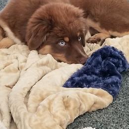 Australian Shepherd Puppies from Majestic Skyes Aussies