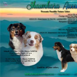 Australian Shepherd puppies from Shawnkara Australian Shepherds & Miniature American Shepherds