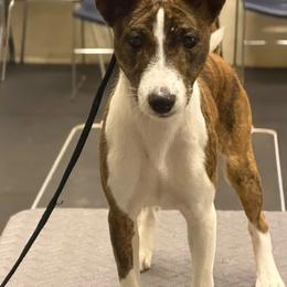 Sybil - Brindle and white female Basenji puppy in Fredericksburg, Virginia from Haus Annandael Basenjis