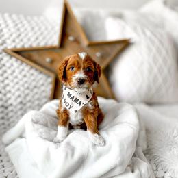Zazu - Red  male Goldendoodle puppy in Springville, Utah from Happy Doodle
