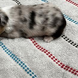 Little tiny - Blue merle female Toy Australian Shepherd puppy in Mineral Wells, Texas from BMNM2 Toy Aussies