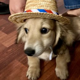 Dachshund Puppies from Island Farms Mimi’s Dachshunds Florida