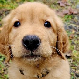 James - Dark golden Golden Retriever puppy in Lebanon, Oregon from Soda Springs Kennel