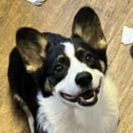 Pembroke Welsh Corgi Puppies from S7 Corgis and Chaos