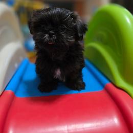 Apollo - Chocolate and tan male Shih Tzu puppy in Ronda, North Carolina from Willow River