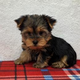 Rubie - Blue and gold female Yorkshire Terrier puppy in Monticello, Iowa from Ashley’s Puppies