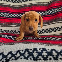 Rocky - Red male Dachshund puppy in Opelika, Alabama from Dachshund Darlins