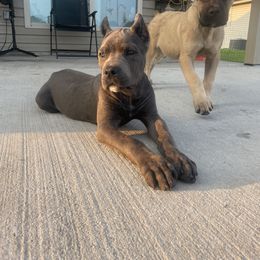 Cane Corso Puppies from Bayou Cane Corso