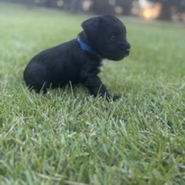 Miniature Schnauzer Puppies from Rebecca LeBoeuf