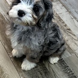 Cockapoo, Goldendoodle, and Maltipoo Puppies from Loris Pampered Pooches💕
