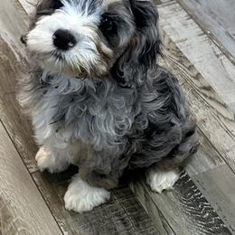 Cockapoo, Goldendoodle, and Maltipoo Puppies from Loris Pampered Pooches💕