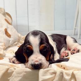 River - Black white and brown male Basset Hound puppy in Hodges, South Carolina from Blooming Basset