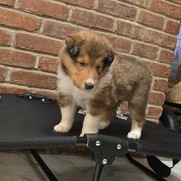 Casper - Sable male Collie puppy in Temple, Pennsylvania from Rimma's Collies