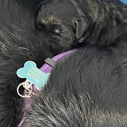Labrador Retriever Puppies from LakeHouse Labrador Retriever
