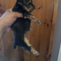 Yorkshire Terrier Puppies from PUPS “ R” US