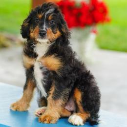 Falabella (socialization program graduate) - Tri-color female Bernedoodle puppy in Dundee, Ohio from Down Home Doodle