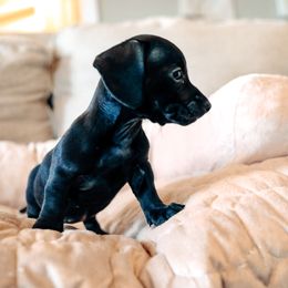Dachshund and German Shepherd Puppies from Mountain Valley Kennel