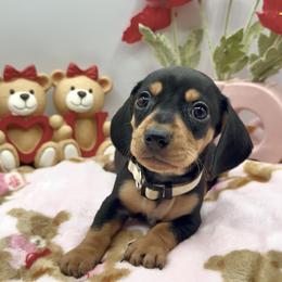 Tan - Black and tan female Dachshund puppy in Goodyear, Arizona from AZ Royal Doxies llc