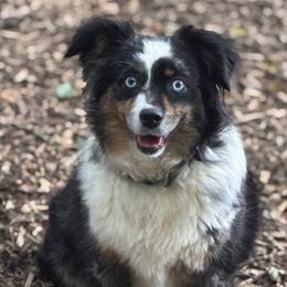 Dolly - Toy Australian Shepherd