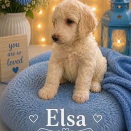 Elsa - White female Poodle puppy in Washington, Pennsylvania from Patriotic Poodles