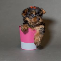 Mayrita - Black and tan female Yorkshire Terrier puppy in San Diego, California from BC Breeders Association