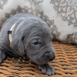 Shania - Blue female Weimaraner puppy in Evart, Michigan from Drehbar Weimaraners