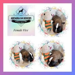 Girl 2 - female Boxer puppy in Portland, Maine from Gail's Boxers