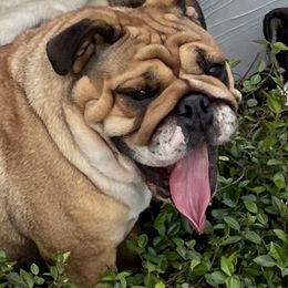 Nugget - Bulldog