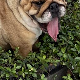 Nugget - Bulldog