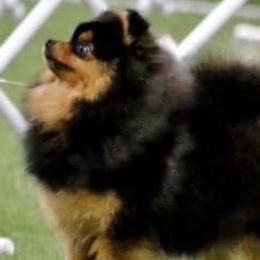 Pomeranians from Teralee Poms