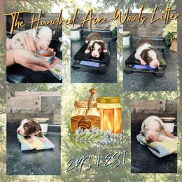 Border Collie and Maremma Sheepdog Puppies from 2J 2K Border Collies & Maremma Sheepdogs