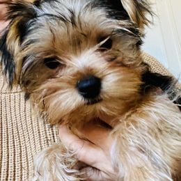 Yorkshire Terrier Puppies from Central Valley Yorkies