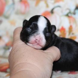 Onyx 3,300 - Black and tan male Chihuahua puppy in Cache, Oklahoma from Charming Lil Chihuahuas