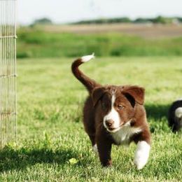 Border Collie Puppies from HC Kennels