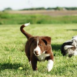 Border Collie Puppies from HC Kennels
