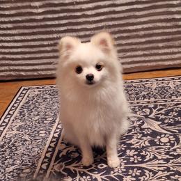 Wilson - Cream parti male Pomeranian puppy in Oologah, Oklahoma from GG's Pomeranians