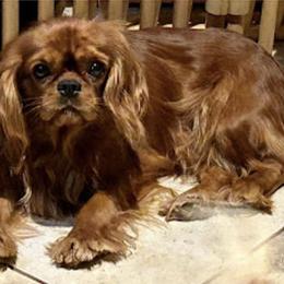 Amber - Cavalier King Charles Spaniel