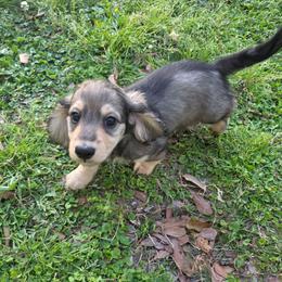 Boy 2 - Cream male Dachshund puppy in Sour Lake, Texas from Rigdon's dachshunds