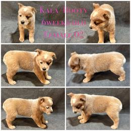 Female 02 - Blue speckled female Australian Cattle Dog puppy in Sheridan, Oregon from 6pk Cattledogs