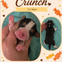 Crunch - Blue tan and white male Beagle puppy in Lake City, Florida from Sunkissed Beagles